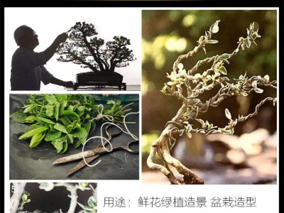 软铝丝盆景捆绑铝丝铝线DIY手工盆景公园绿植造型用园艺捆绑铝铝线