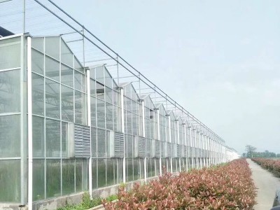 玻璃温室 茶叶温室大棚瓜果养殖温室大棚 厂家供应